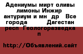 Адениумы,мирт,оливы,лимоны,Инжир, антуриум и мн .др - Все города  »    . Дагестан респ.,Геологоразведка п.